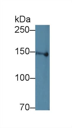 APOER2 / LRP8 Antibody (aa696-941, Biotin)