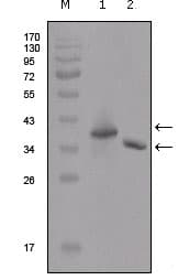 DYKDDDDK Tag Antibody (clone 2F11G1)