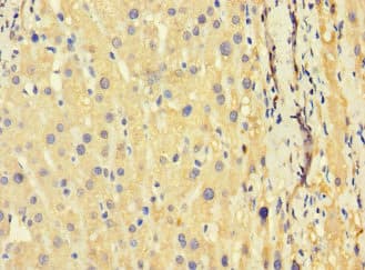 TSC22D3 / GILZ Antibody