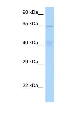 STAM1 / STAM Antibody (aa151-200)