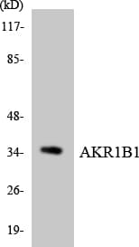 AKR1B1 / Aldose Reductase Antibody (aa226-275)
