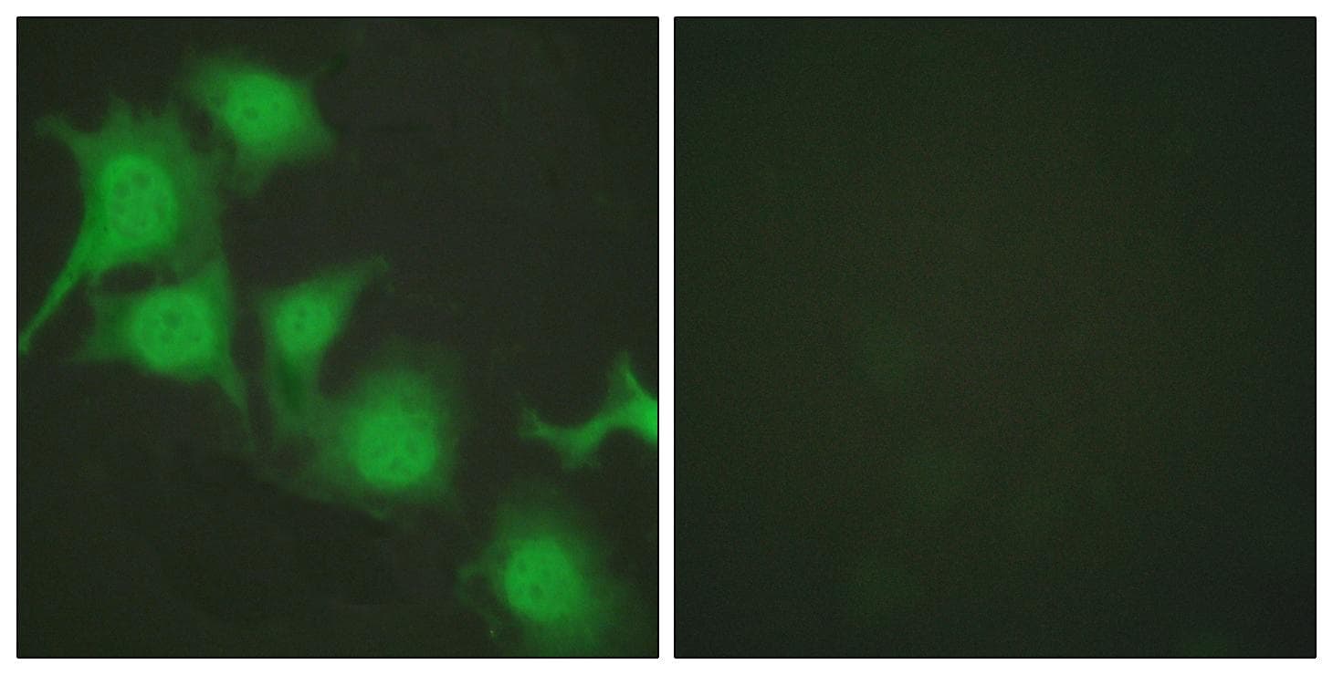 NFE2L2 / NRF2 Antibody