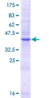 Human LGALS14 / CLC2 Protein (Recombinant GST)