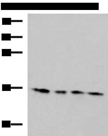 Polyclonal Rabbit anti-Human MRPL42 / MRPS32 Antibody (IHC, WB)