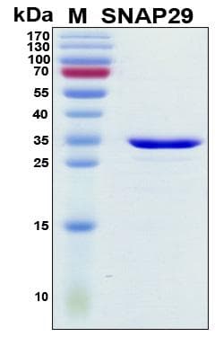 Human SNAP29 Protein (Recombinant His, N-Terminal)