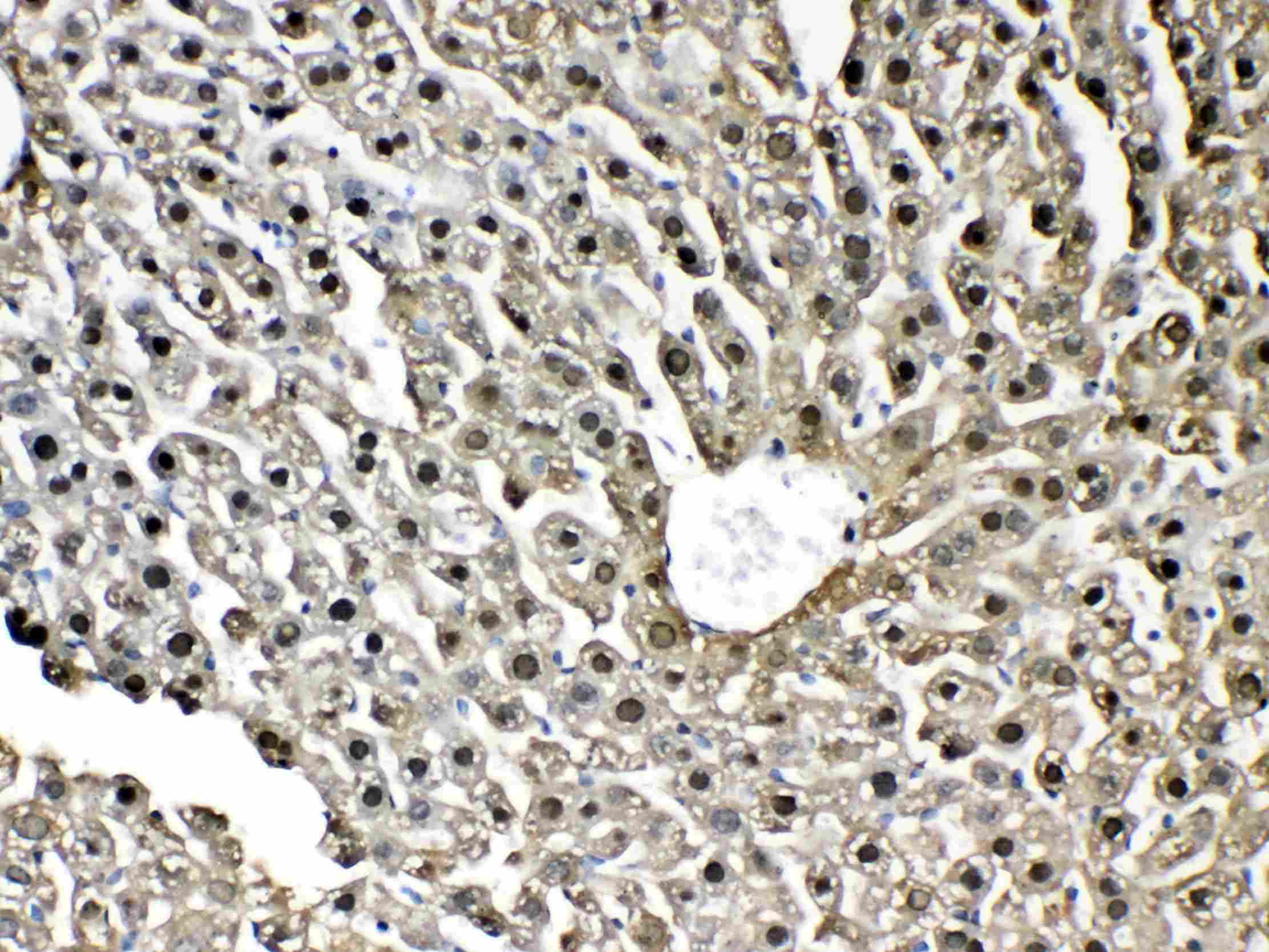Polyclonal Rabbit anti-Mouse GSTP1 / GST Pi Antibody (IHC, WB)