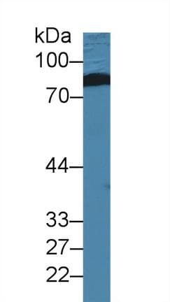 TRIP / LRRFIP1 Antibody (aa615-735, PE)