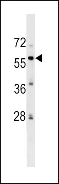Polyclonal Rabbit anti-Human ZFP82 / ZNF545 Antibody (aa55-82, WB)