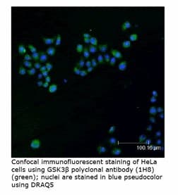 IHC-plus™ Polyclonal Rabbit anti-Rat GSK3B / GSK3 Beta Antibody (IHC, IF, WB)