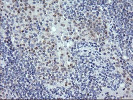 RNF39 Antibody (clone OTI5E10, Carrier-free)