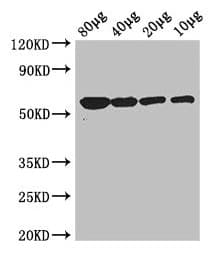Glycerol Kinase Antibody