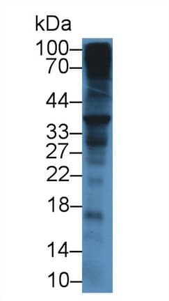 SDC1 / Syndecan 1 / CD138 Antibody (aa23-255)