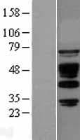 Human ABI1 / SSH3BP1 Protein (Over-Expression Lysate Myc-DDK (Flag))