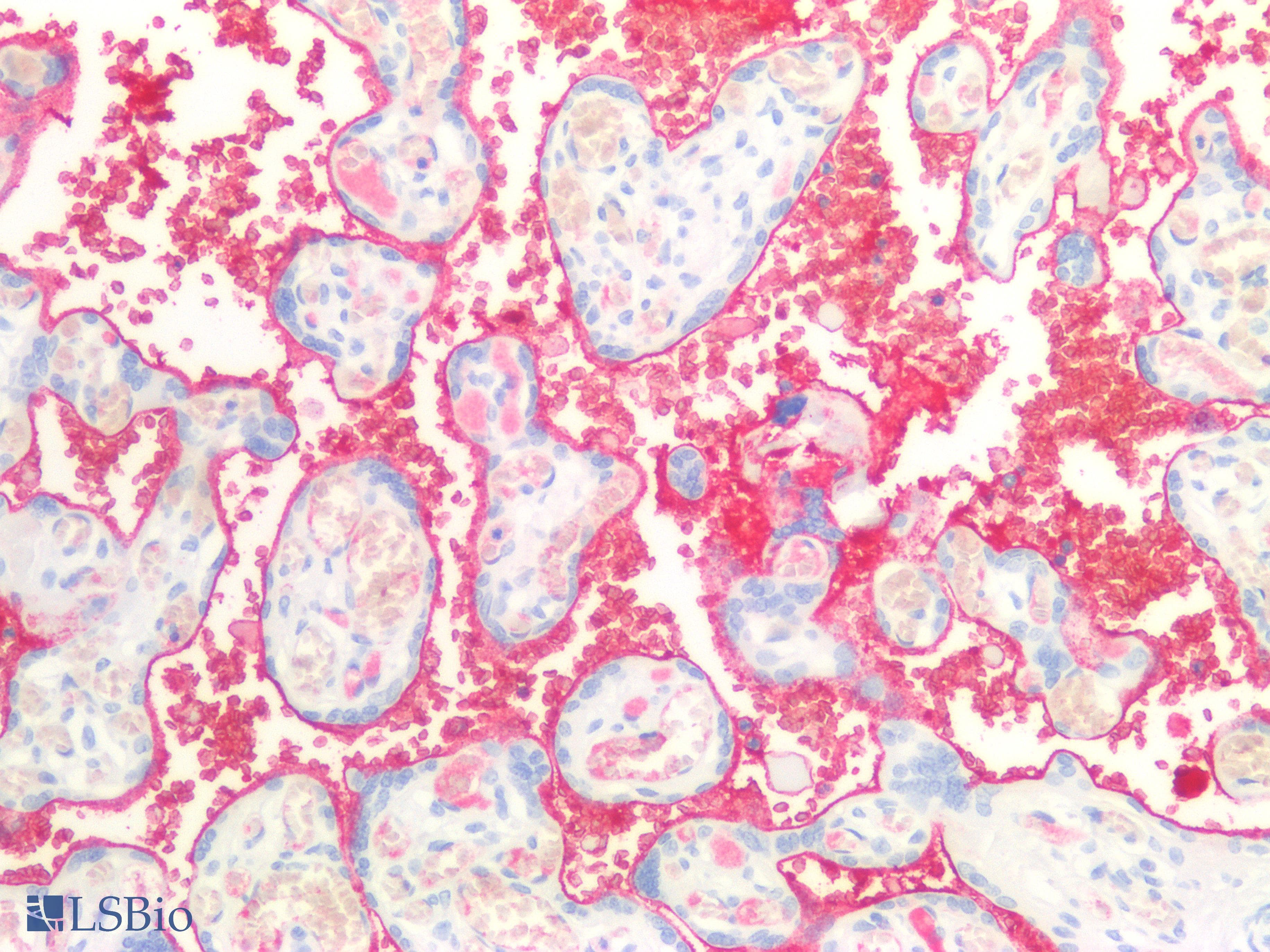 IHC-plus™ IGHM / IgM Antibody (clone 9A8A4)