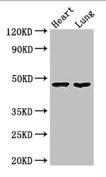 Polyclonal Rabbit anti-Human PAG1 Antibody (IHC, IF, WB)