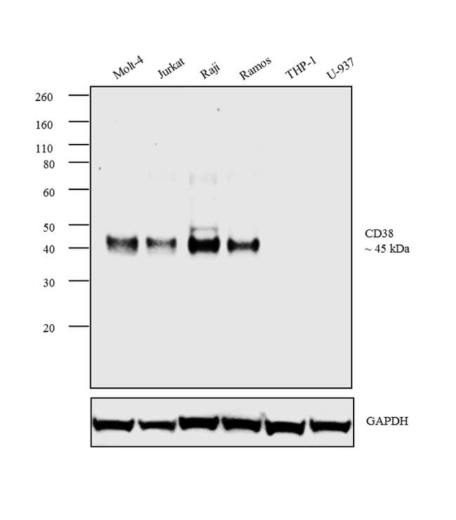 Monoclonal Mouse anti-Human CD38 Antibody (clone 6E12D, IHC, WB)