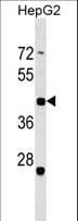 ZNF547 Antibody (aa109-135)