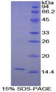 Guinea pig IL8 / Interleukin 8 Protein (Recombinant His-S)