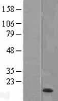 WFDC2 / HE4 Protein (Over-Expression Lysate Myc-DDK (Flag))