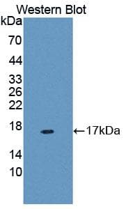 MUC5B Antibody (aa5366-5444, Cy3)