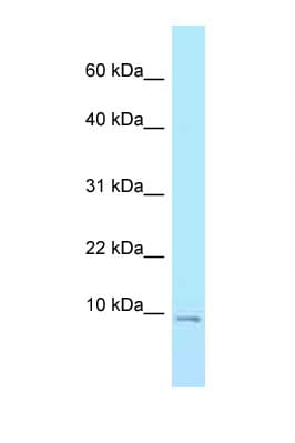 Polyclonal Rabbit anti-Human ELOF1 Antibody (aa8-57, WB)