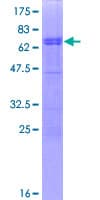 Human CCNDBP1 / GCIP Protein (Recombinant GST)