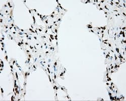CYP1A2 Antibody (clone OTI6E2, Carrier-free)