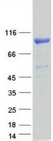 Human RPS6KA5 / MSK1 Protein (Recombinant Myc-DDK (Flag))