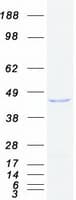 Human TTL Protein (Recombinant Myc-DDK (Flag))