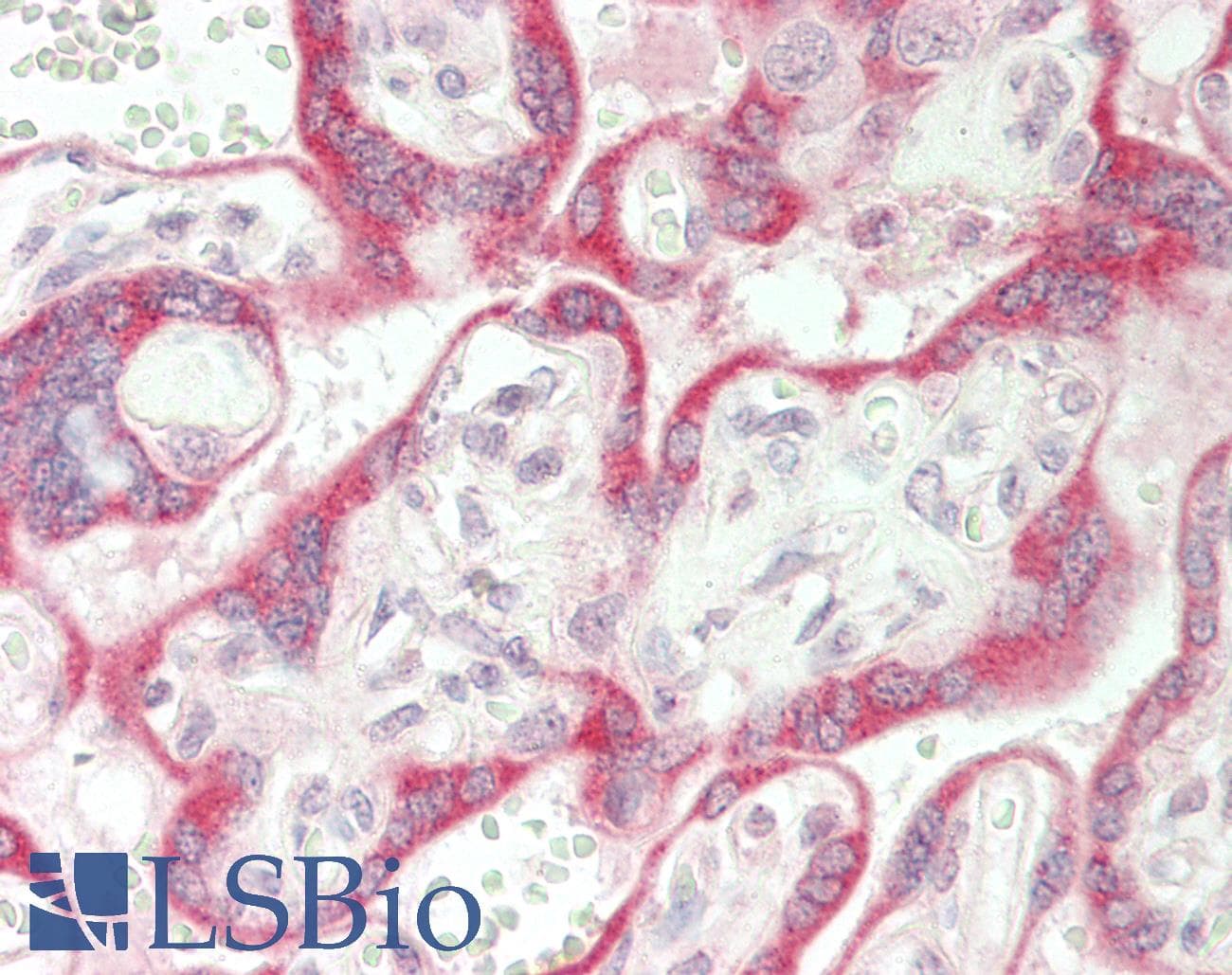 SGPP1 Antibody (aa287-336)