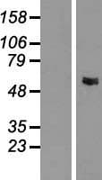 GLYCTK / Glycerate Kinase Protein (Over-Expression Lysate Myc-DDK (Flag))