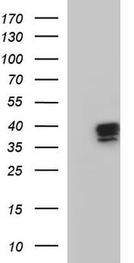 Apolipoprotein A-V Antibody (clone OTI1B4, Carrier-free)