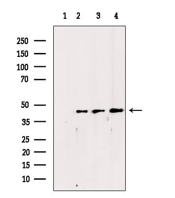 CSNK2A1 Antibody
