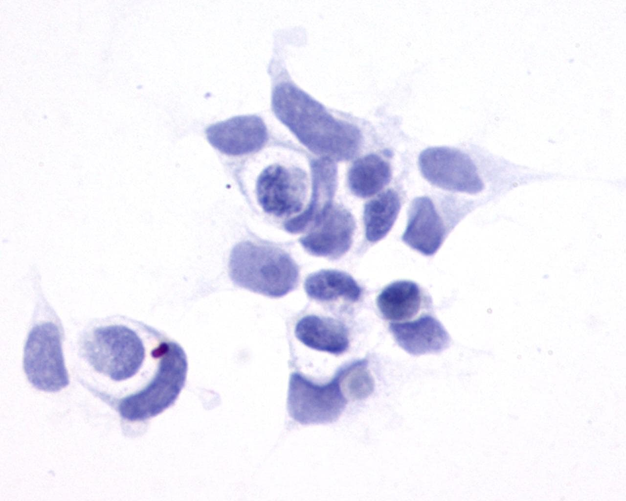 PathPlus™ GPR161 Antibody (N-Terminus)