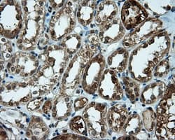CELF1 / CUGBP1 Antibody (clone OTI5B8)