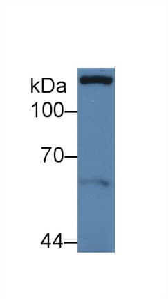 PXN / Paxillin Antibody (aa201-461, APC)