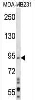 MAD1L1 / MAD1 Antibody (aa124-151)