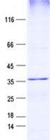 Human LILRA5 Protein (Recombinant His, N-Terminal)