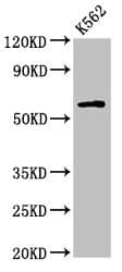 IL10RA Antibody (aa22-235)
