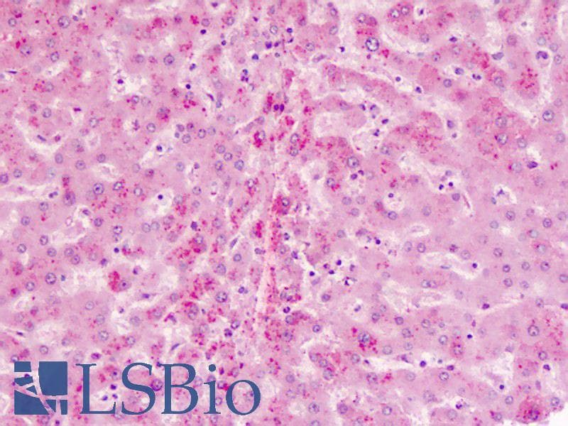 IHC-plus™ FASN / Fatty Acid Synthase Antibody (N-Terminus)