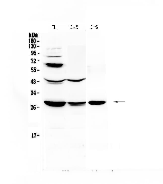 Polyclonal Rabbit anti-Human TNFSF15 / TL1A / VEGI Antibody (WB)