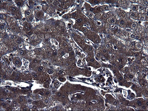 SCRN1 / Secernin 1 Antibody (clone OTI1E4)