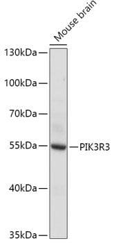PIK3R3 / p85 Gamma Antibody