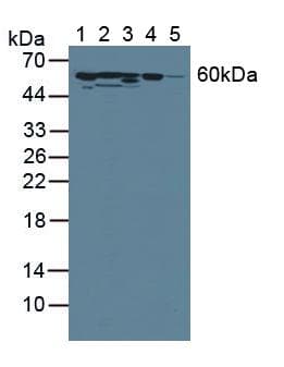 Antithrombin Antibody (aa33-465, PE)