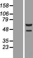 TTI2 / C8orf41 Protein (Over-Expression Lysate Myc-DDK (Flag))
