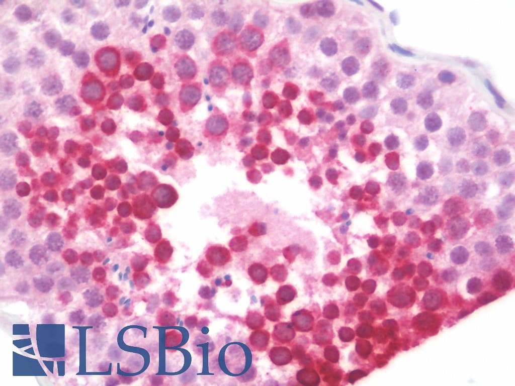 IHC-plus™ GAL / Galanin Antibody (aa48-79)