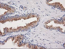 CDCP1 Antibody (clone 2B8, Carrier-free)