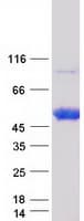 Human NT5C1A / CN1A Protein (Recombinant Myc-DDK (Flag))