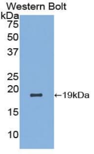 LALBA / Alpha Lactalbumin Antibody (aa20-159)