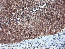 NLN / Neurolysin Antibody (clone OTI2H1, Carrier-free)